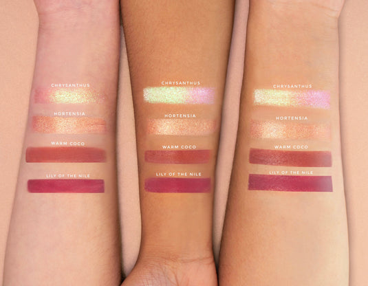 Sombra Cremosa Lily of the Nile